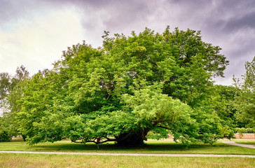 Big old tree under clouds. Schwerin, Germany
