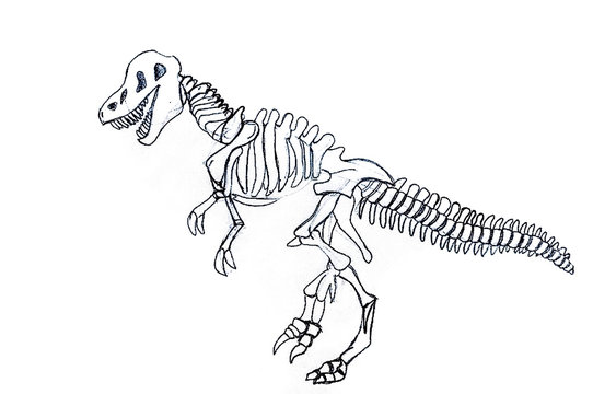 Tyrannosaurus Rex skeleton, pencil drawing on sheet of paper