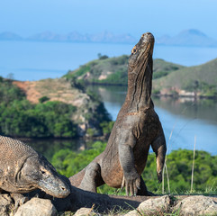 Fototapeta premium The Komodo dragon stands on its hind legs. Scientific name: Varanus komodoensis. Biggest living lizard in the world. Rinca island. Indonesia.