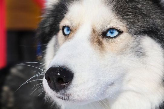 Muzzle dog husky with blue eyes