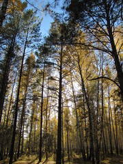 Fototapeta premium trees in autumn