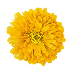 flower yellow isolated on  white  background with clipping path. Close-up. Nature.