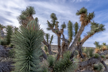 Joshua tree cluster