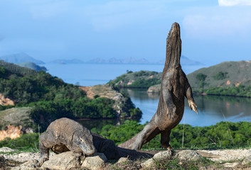 Fototapeta premium The Komodo dragon stands on its hind legs. Scientific name: Varanus komodoensis. Biggest living lizard in the world. Rinca island. Indonesia.