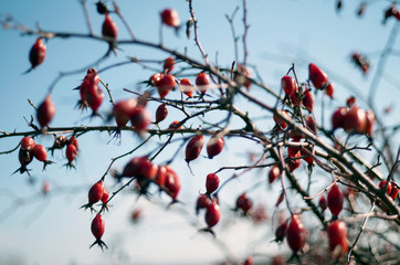 red rose hips