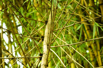 Green Bamboo Panoramiza Background