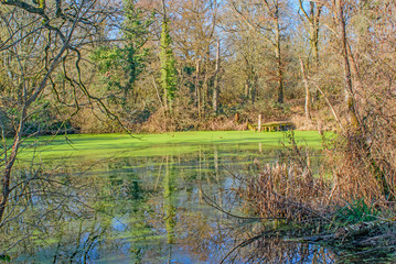 A Glimpse of the reflections on the hidden pond
