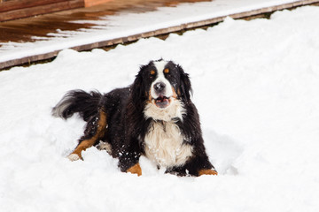 Large goofy looking Bernese mountain dog lying down panting after playing in fresh snow, with wooden sidewalk in the background