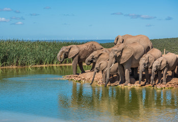 Elephant’s herd at water hole, South Africa