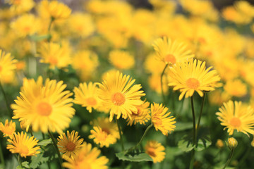 Blumen im Garten