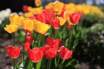 Tulpen im Frühing