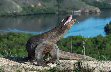 The Komodo dragon raised the head with open mouth. Scientific name: Varanus komodoensis.  Biggest living lizard in the world. Rinca Island. Indonesia.