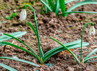 seedlings in soil