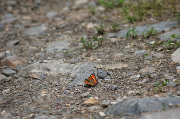 butterfly 