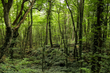 Fototapeta na wymiar Wild green forest.