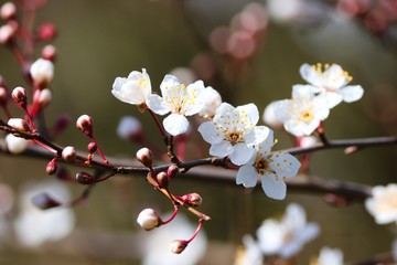 weisse Blüten einer Zierkirsche