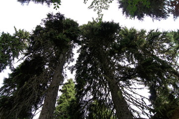 tree in forest