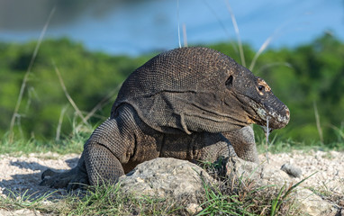 Komodo dragon.  Scientific name: Varanus Komodoensis. Indonesia. Rinca Island.