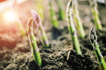 Grüner spargel wächst aus der erde