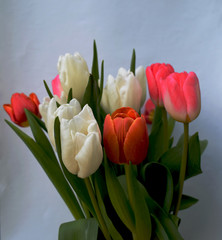 Tulips on a background. Bouquet of tulips