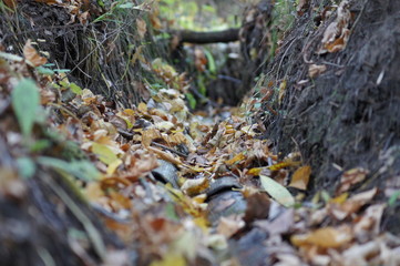 moss on a tree