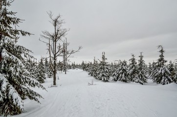 Fabulous winter landscape. Beautifully snow-covered trail in the Polish mountains.