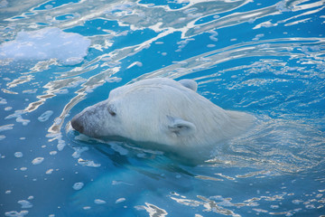 Polar bear is swimming in the sea. Ursus maritimus or Thalarctos Maritimus.
