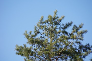 tree and blue sky