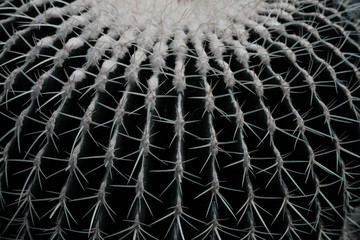 this is cacti greenhouse