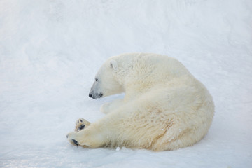 Polar bear cub is lying on the white snow. Ursus maritimus or Thalarctos Maritimus.