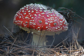 red fly agaric mushroom