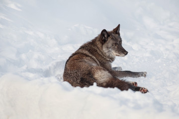 Cute black canadian wolf is lying on a white snow. Canis lupus pambasileus.