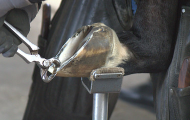 The blacksmith takes off the horseshoe from the horse's hoof