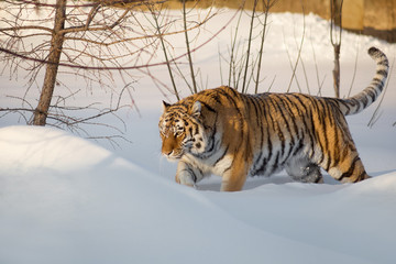 Wild siberian tiger is walking on the white snow. Panthera tigris tigris.