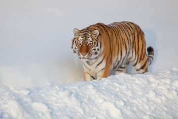 Fototapeta na wymiar Wild siberian tiger is looking into the camera. Panthera tigris tigris.
