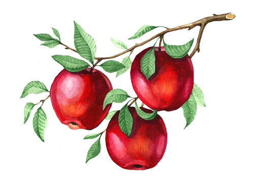 Watercolor red apples on the tree