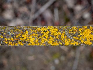 yellow flowers on a green background