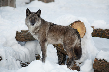 Obraz premium Cute black canadian wolf is standing on a white snow. Canis lupus pambasileus.