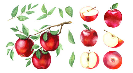 A large collection of watercolor red apples.