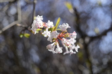 Closeup blooming viburnum farreri with blurred background in spring garden