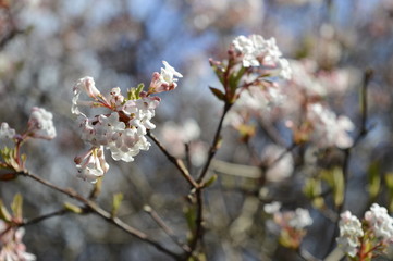 Obraz premium Closeup blooming viburnum farreri with blurred background in spring garden