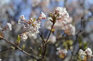 Closeup blooming viburnum farreri with blurred background in spring garden