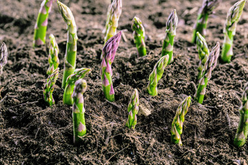 Grüner spargel wächst aus der erde