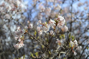 Closeup blooming viburnum farreri with blurred background in spring garden