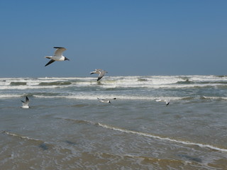 Seagulls flying over beach