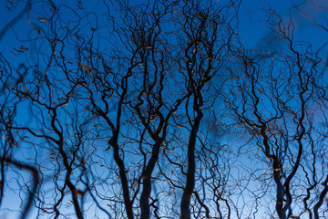 Black fantasy wavy creepy bare branches of old huge tree isolated on blue sunset sky background. Horizontal color photography.