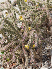 Cylindropuntia whipplei. Arbuste cactus ou cholla aux tiges ramifiées, cylindriques et tortueuses aux épines blanches et floraison jaunec