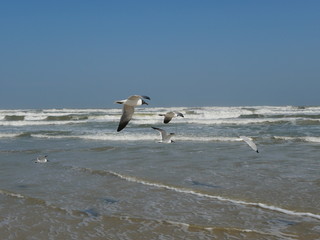 seagulls on the beach