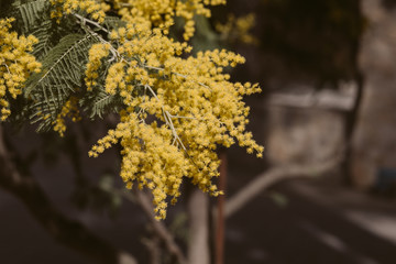 Mimosa, acacia yellow flower. Springtime background. 