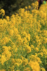 菜の花畑(静岡県)